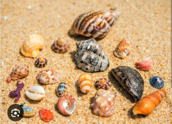 Kalimetiya Beach Cabana Hungama Bagian luar foto